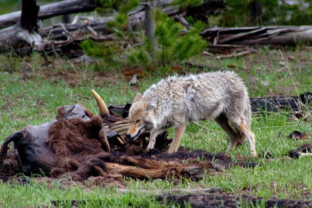 Los coyotes comen de todo. Carne, carroña, frutas. Sobreviven.