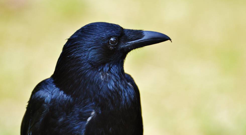 Los cuervos tienen consciencia primaria, además de una inteligencia desarrollada.