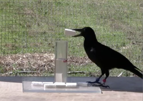 Los cuervos tienen sorprendentes habilidades.