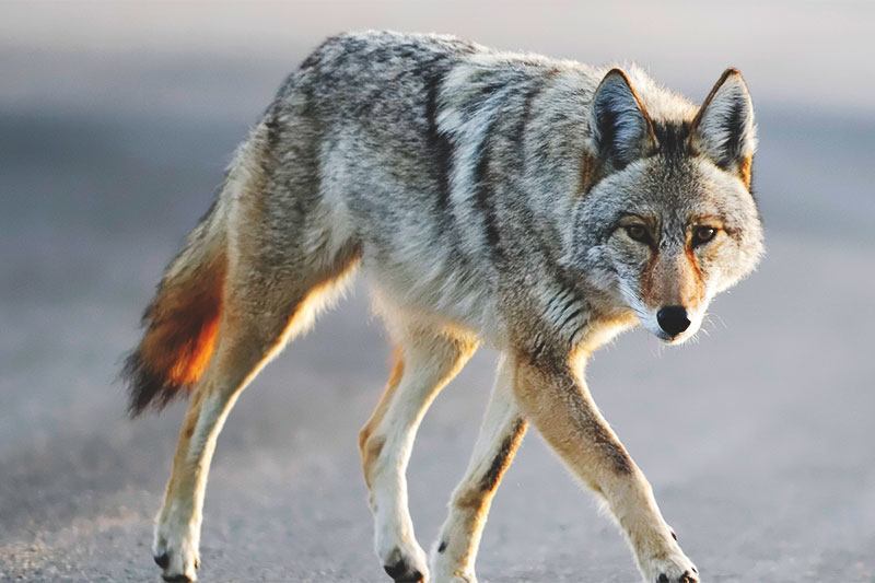 No solo su mirada es intimidatoria. La peligrosa expansión del coyote amenaza la fauna en Colombia y Sudamérica.