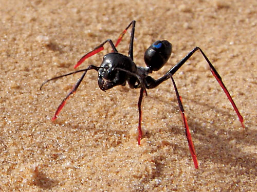 Se comprobó la teoría de que las hormigas usaban el tamaño de la zancada para guiarse de regreso, poniéndoles zancos.
