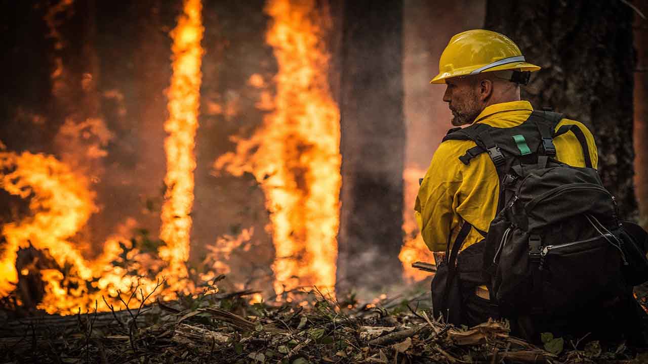 los incendios forestales destruyen flora y fauna