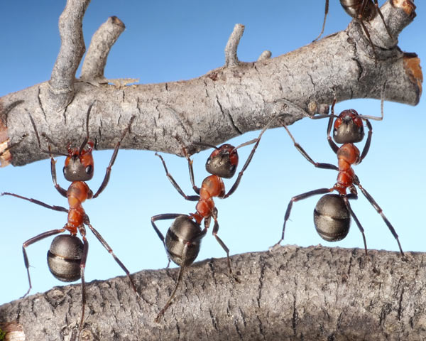 Dejar de volar hizo más fuertes a las hormigas, según descubrió un equipo internacional de investigación.