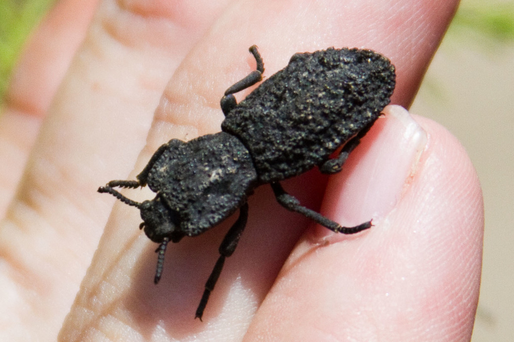 El escarabajo que parece indestructible soporta pesos de miles de veces su equivalente.