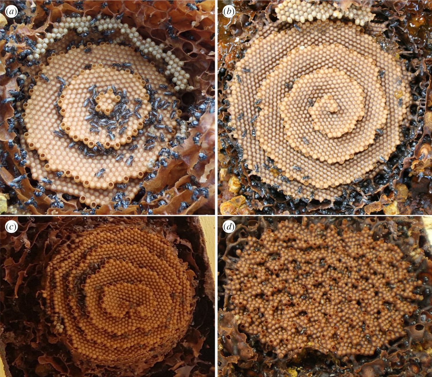 Las abejas que hacen panales artísticos, la tetragula carbonaria, crean belleza desde el caos.