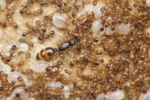 Las hormigas obreras provienen de insectos voladores.