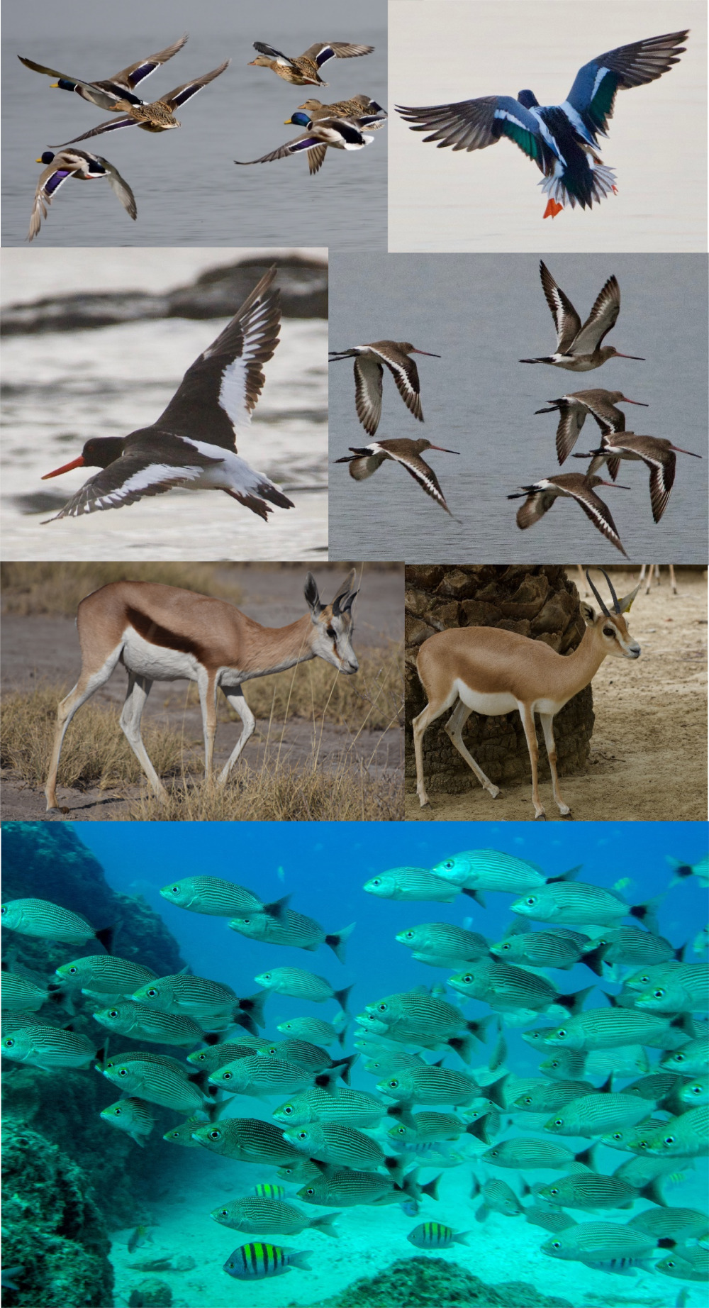 Se estudiaron diferentes grupos de animales para hallar un patrón