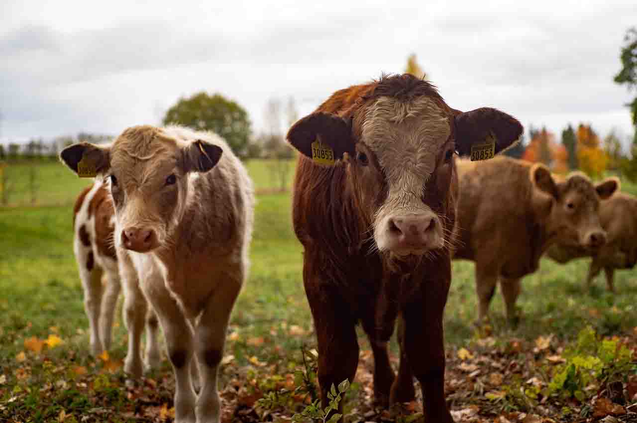 la cría de ganado vacuno afecta el calentamiento global