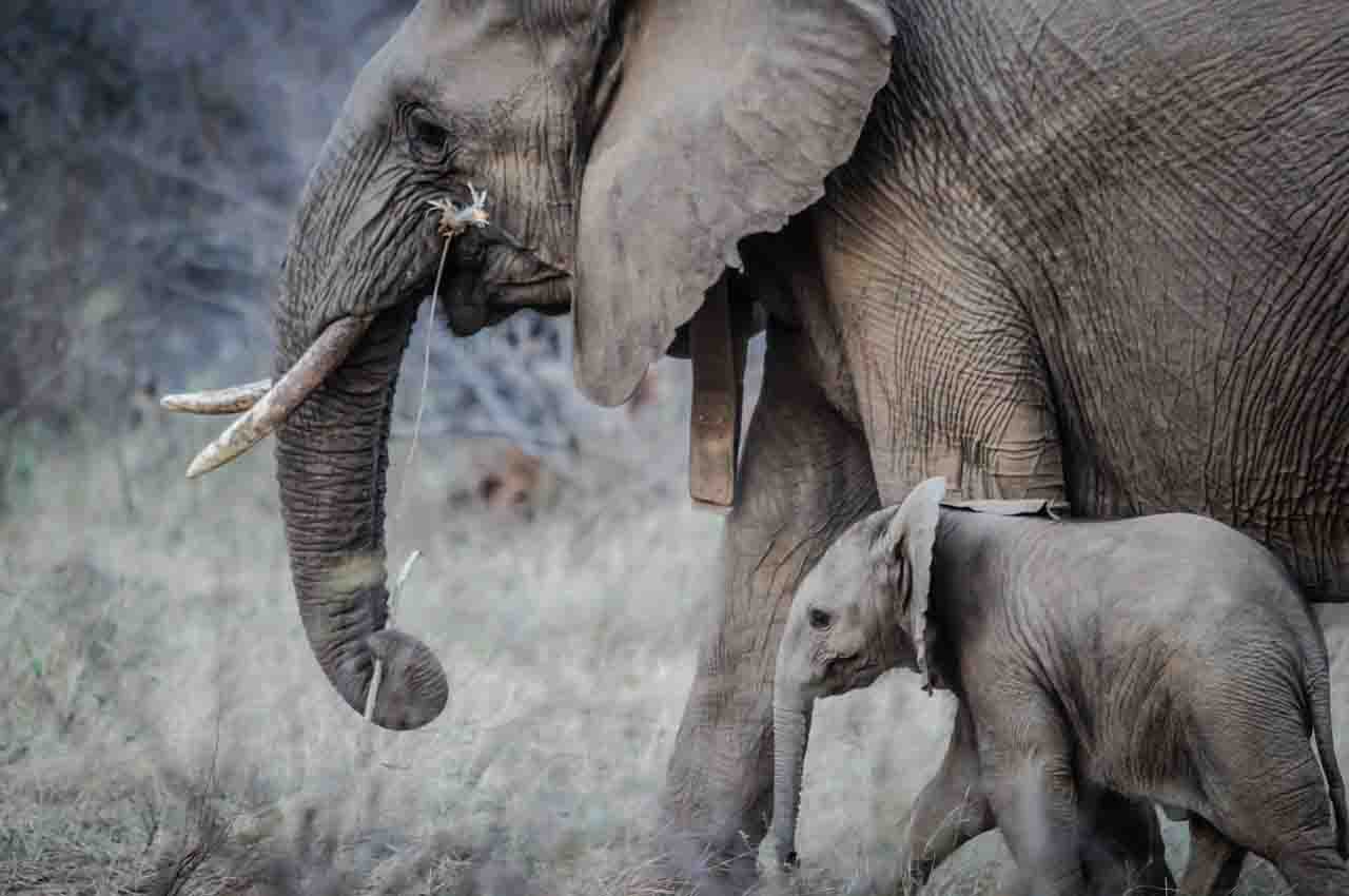 elefantes de Botsuana