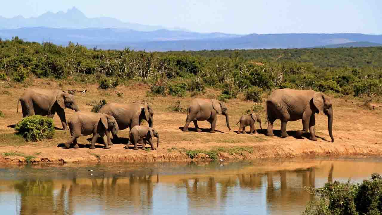 las algas mataron a los elefantes de Botsuana