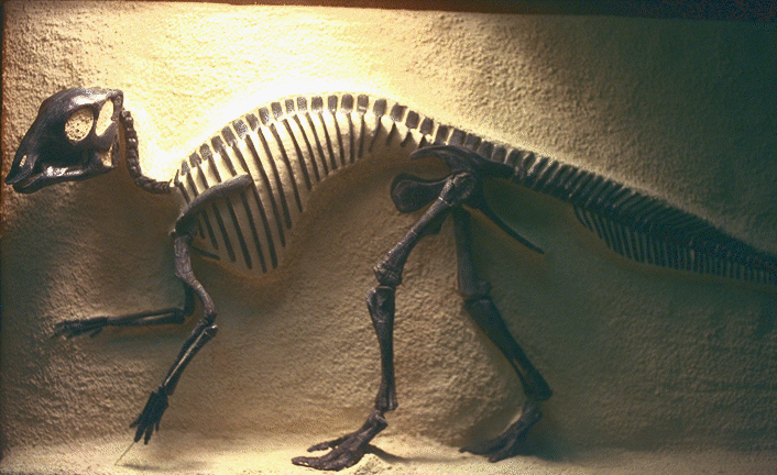 El hadrosaurio encontrado tan lejos de donde solía vivir abre muchas preguntas.