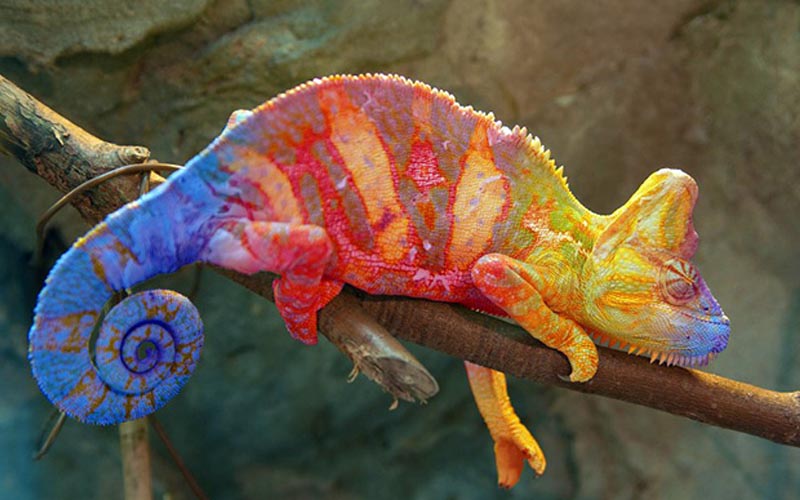 El material que cambia de color como un camaleón se inspira en estos hermosos animales.