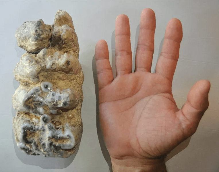 Encontraron un gigantesco molar de mamut en Argentina, del tamaño de una mano humana adulta.