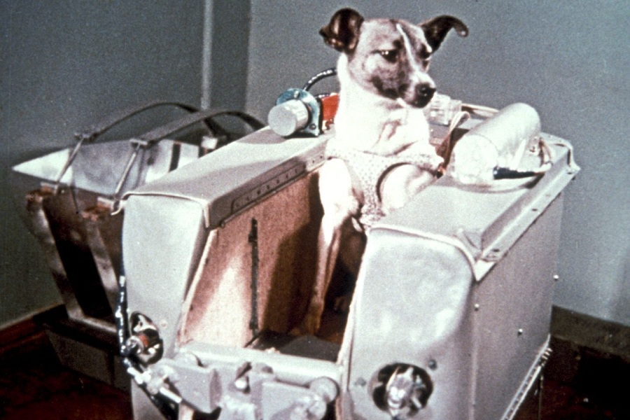 La perrita que murió en el espacio, Laika, contribuyó grandemente a los programas espaciales.