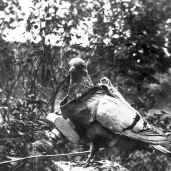 Las palomas mensajeras fueron grandes aliados para los soldados.