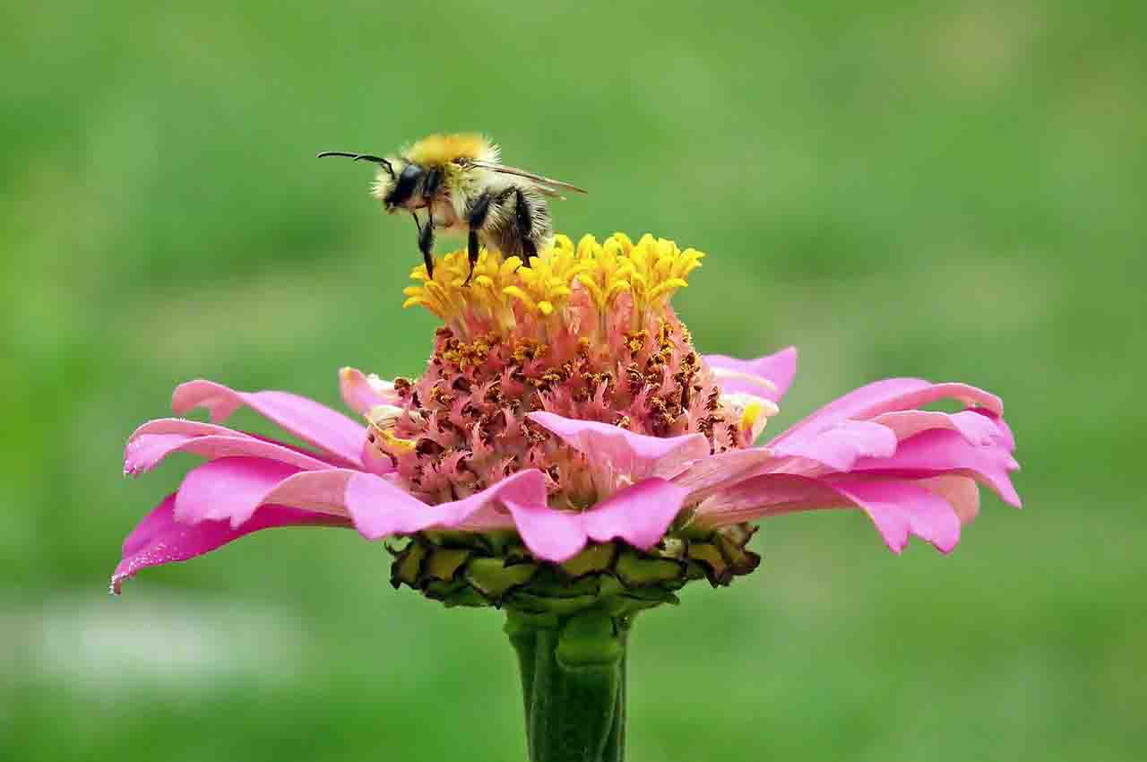 abejas artificiales para polinizar