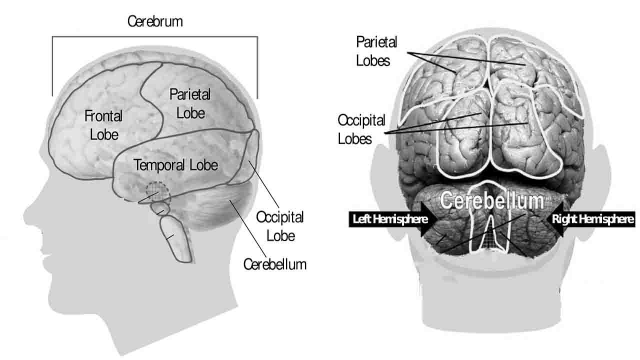 partes del cerebro 