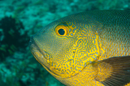 El pargo de medianoche es el pez más longevo de los arrecifes de coral.