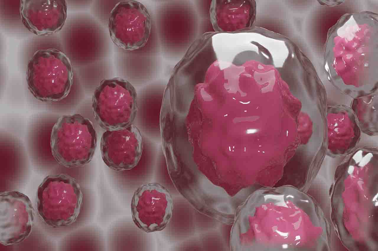 Células madre en embrión