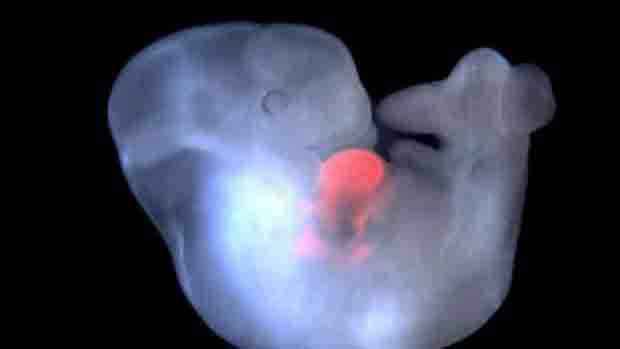 embrión híbrido animal/humano