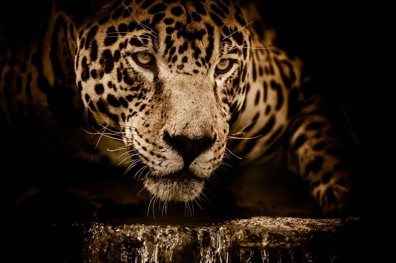 conservación del jaguar