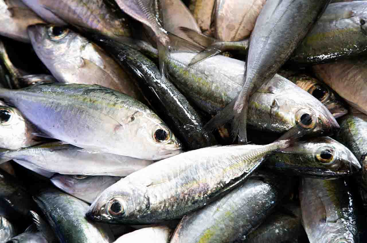 el pescado de aguas frías tiene ácidos grasos omega 3