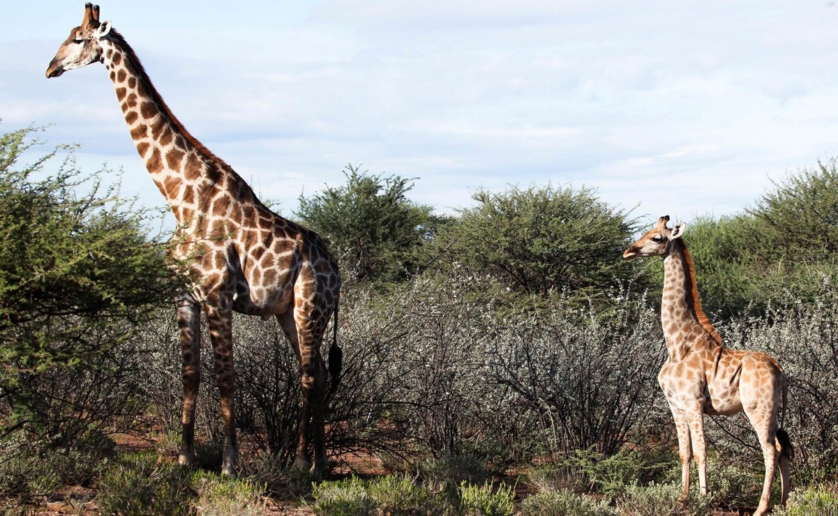 El misterio de las jirafas enanas empezó cuando detectaron ejemplares adultos de la mitad del tamaño.