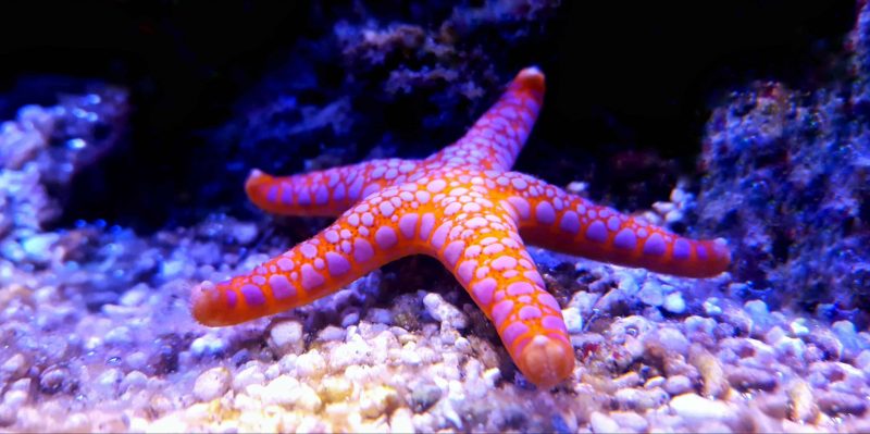 Estas especies llenan de colorido los océanos.
