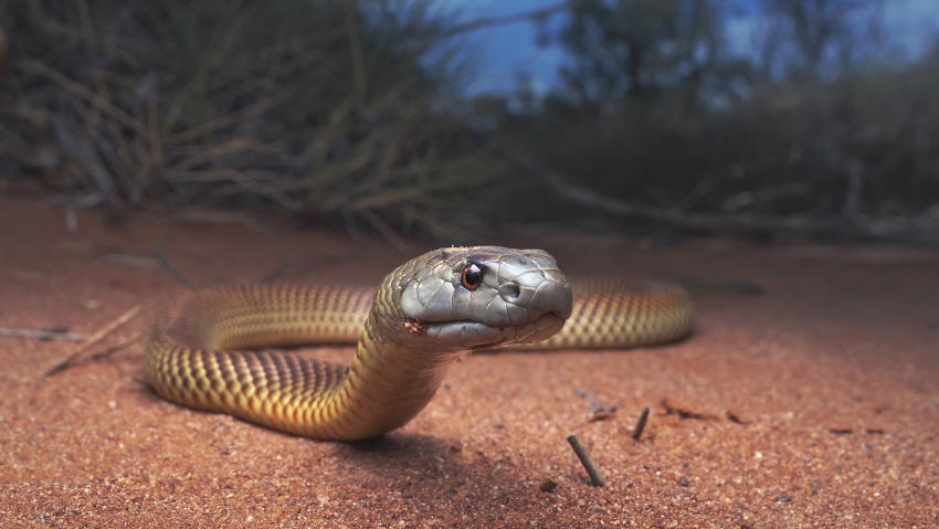 Las serpientes usan el magnetismo para repeler venenos. ¿Alguien dijo magnetismo animal?