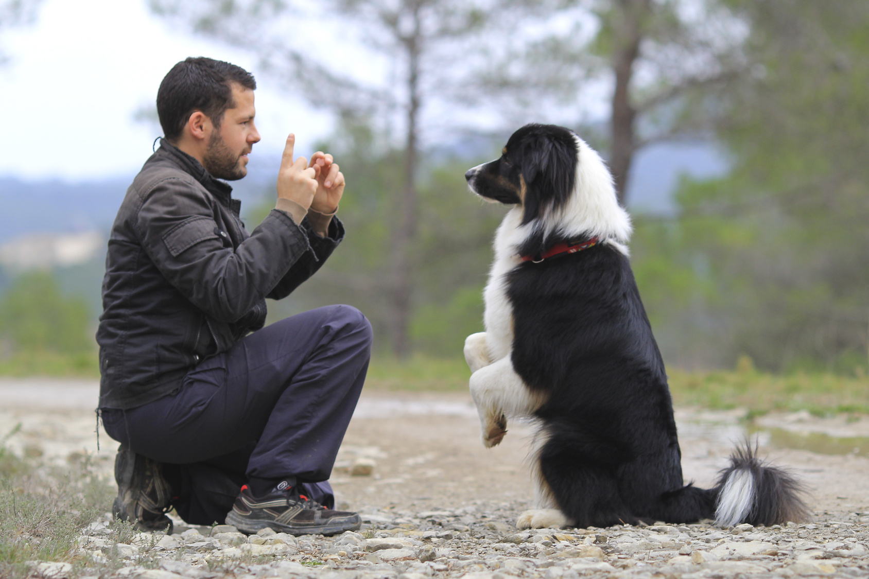 Muchos perros demuestran una gran habilidad para aprender gestos y conductas.