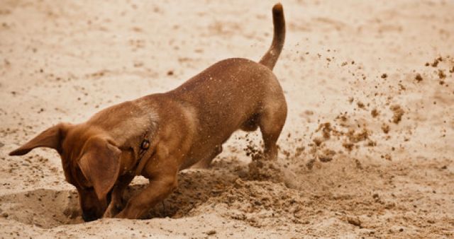 ¿Por qué los perros entierran cosas? Su antiguo instinto lo explica.
