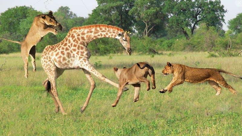 Estas jirafas perderían capacidad de defensa ante los depredadores.