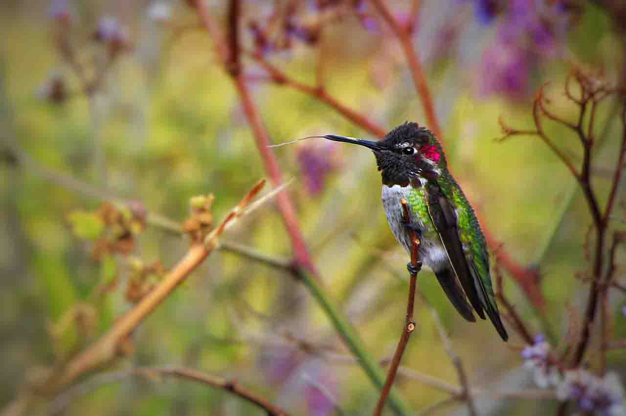 lengua del sorprendente colibrí
