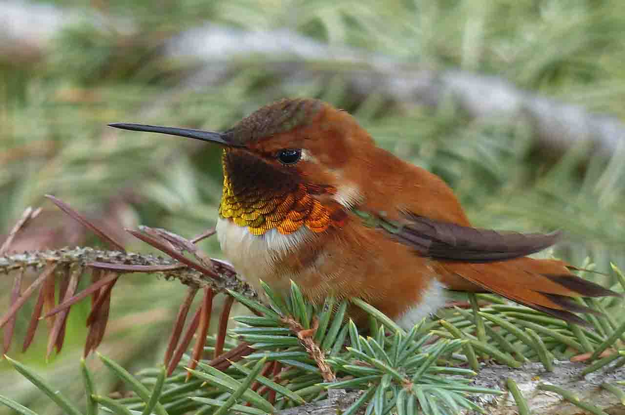 pequeño colibrí