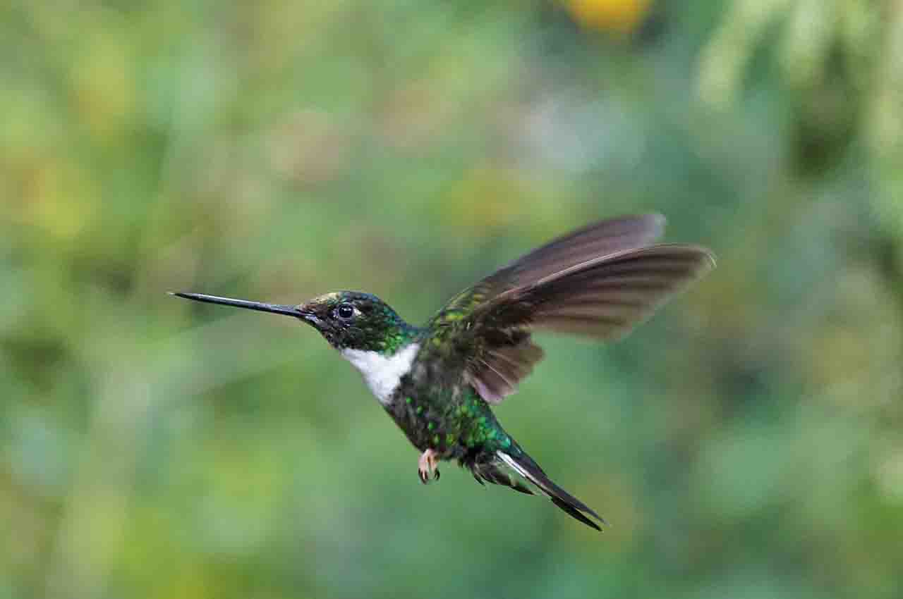 sorprendente colibrí