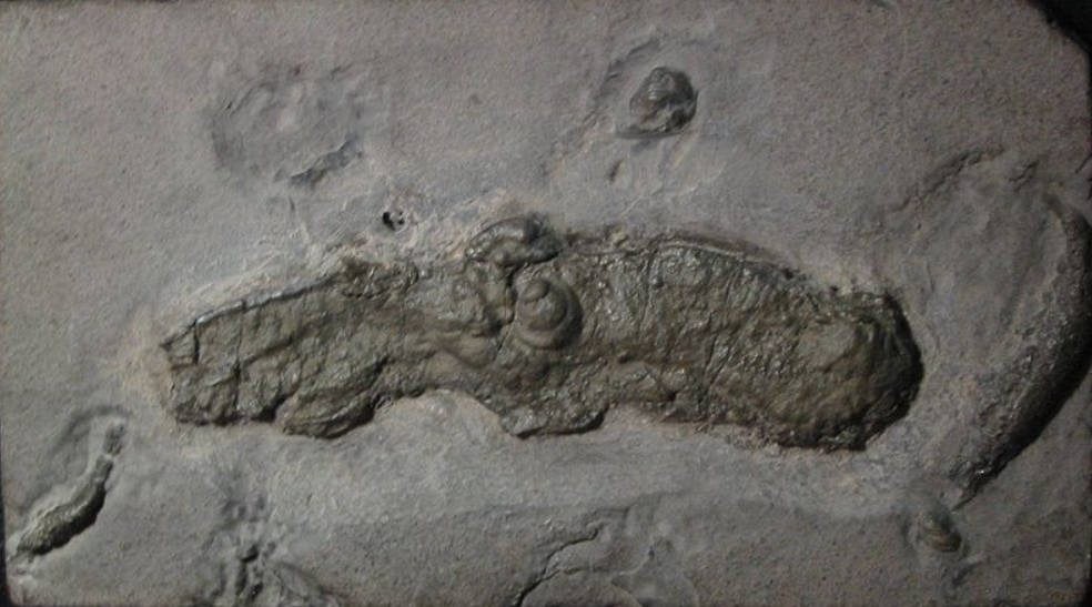 El fósil hallado ayudará a la investigación sobre el origen del calamar vampiro.
