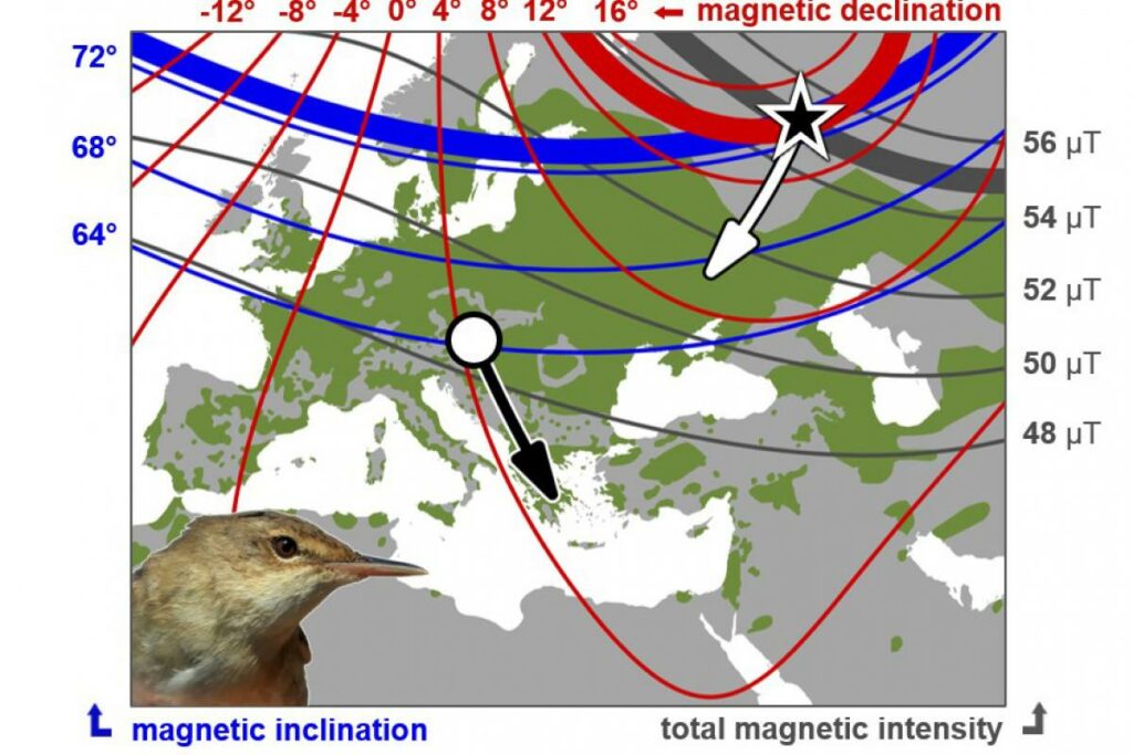 Cómo se guían las aves migratorias - ¡No sabes nada!