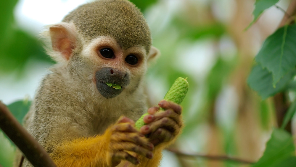 Los monos titíes distinguen conversaciones ajenas y monólogos puros.
