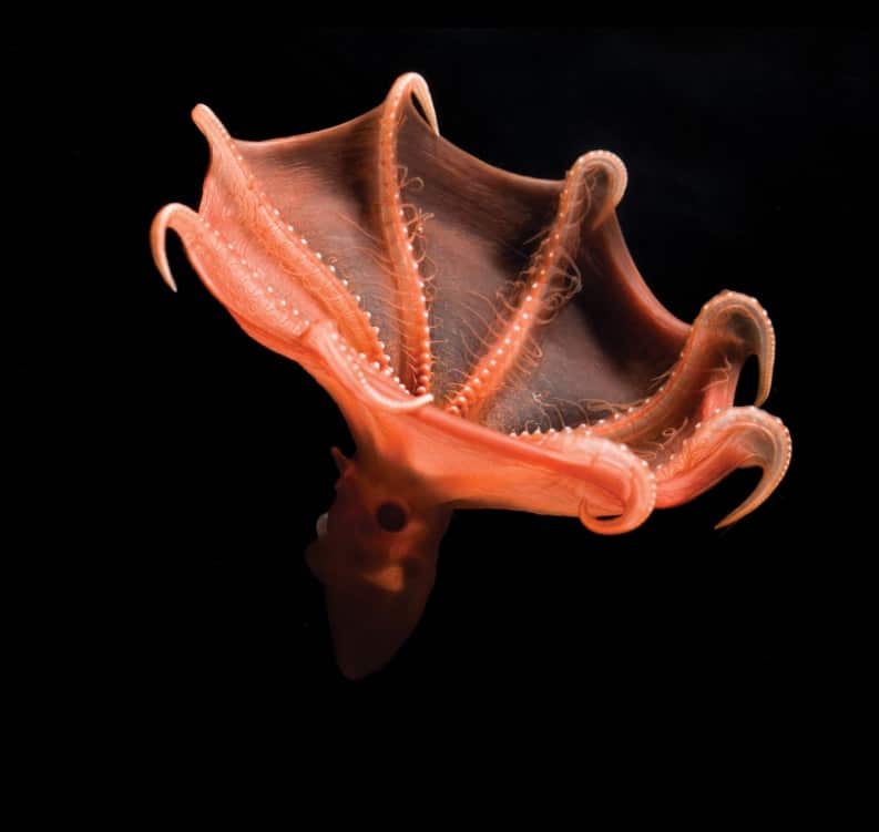 Los secretos del calamar vampiro incluían el misterio de sus orígenes.