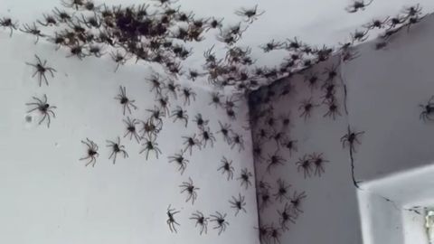La invasión de arañas en Sidney es un fenómeno que puede asustar a algunos.