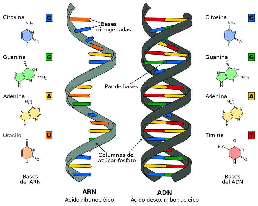 ARN y ADN