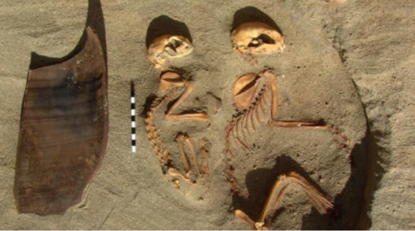 El cementerio de mascotas más antiguo fue hallado en Egipto.