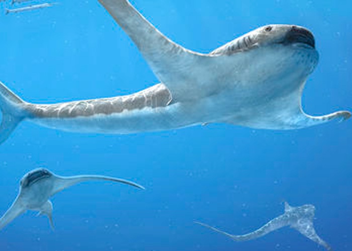 El tiburón alado del Cretácico abre un nuevo capítulo en la evolución de los tiburones.