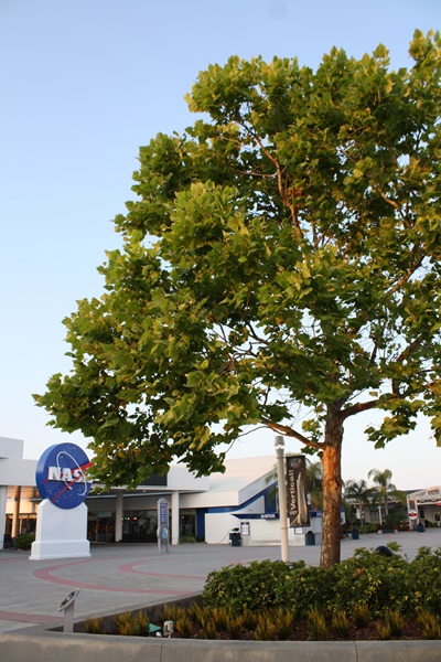 Los árboles que fueron semillas en el espacio hoy crecen en muchas partes. Uno de ellos, frente a la NASA.