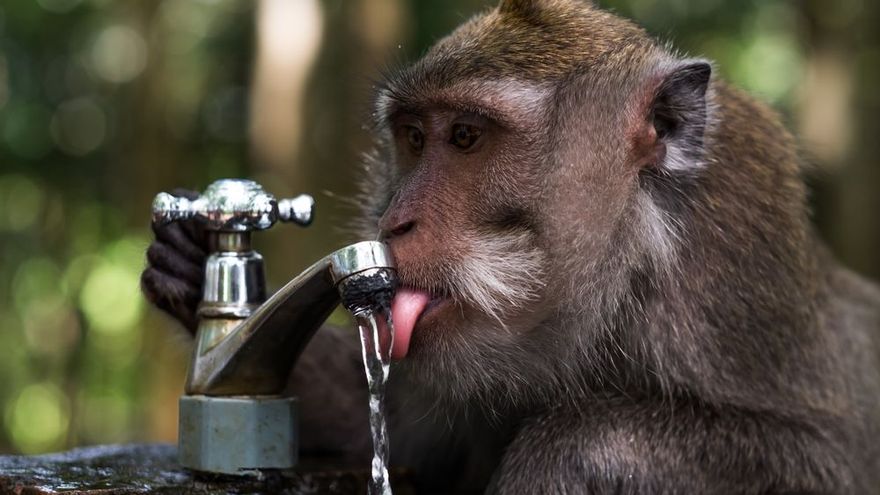 Los humanos evolucionamos para beber menos agua y aprovechar esa ventaja.