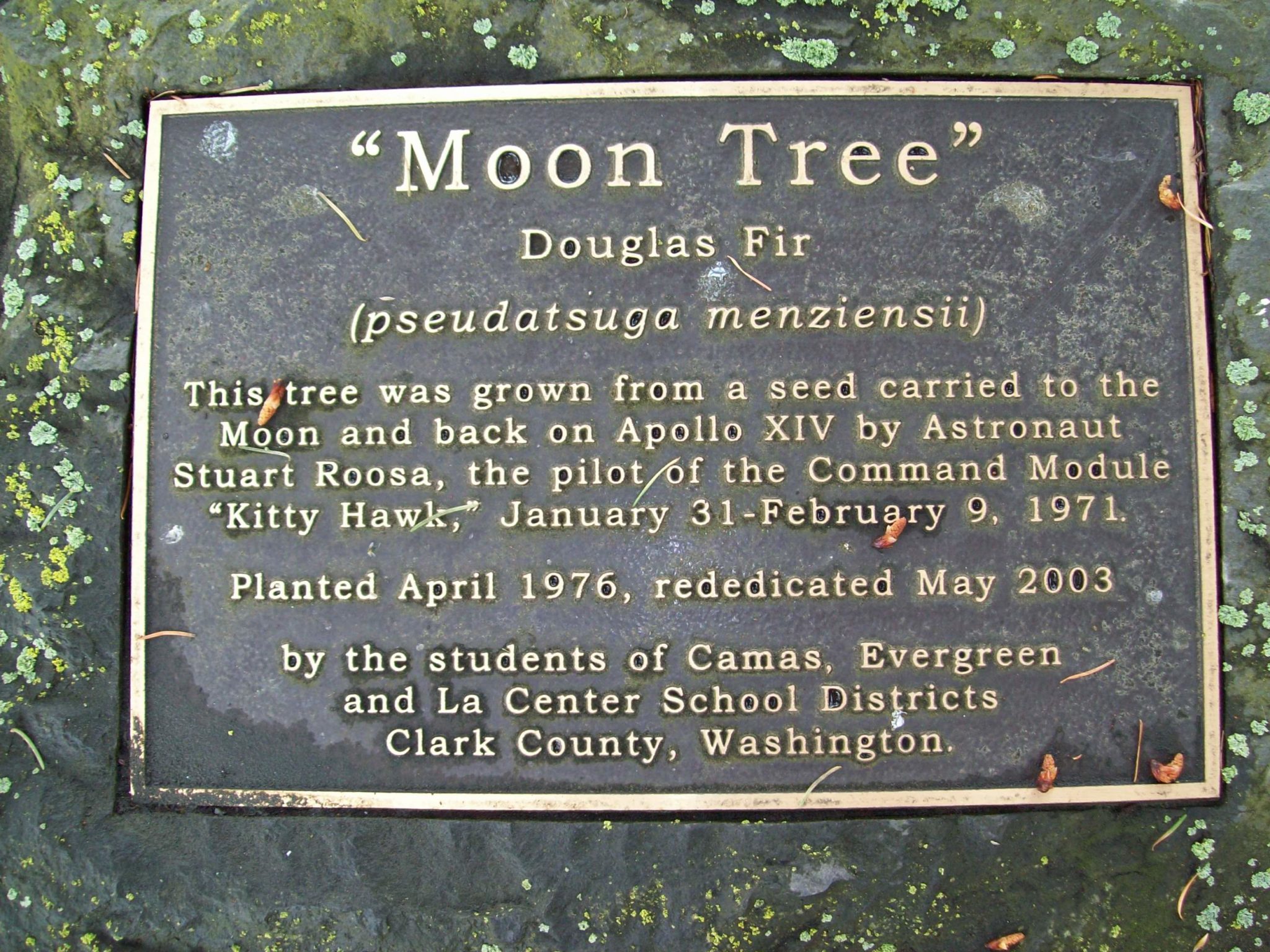 Una placa suele informar el origen de estos árboles viajeros.