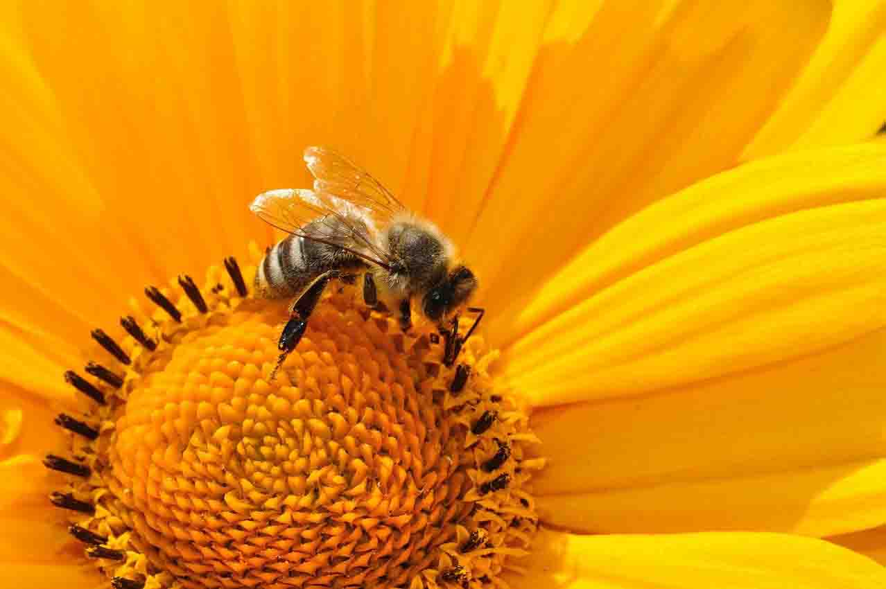 santuario para abejas