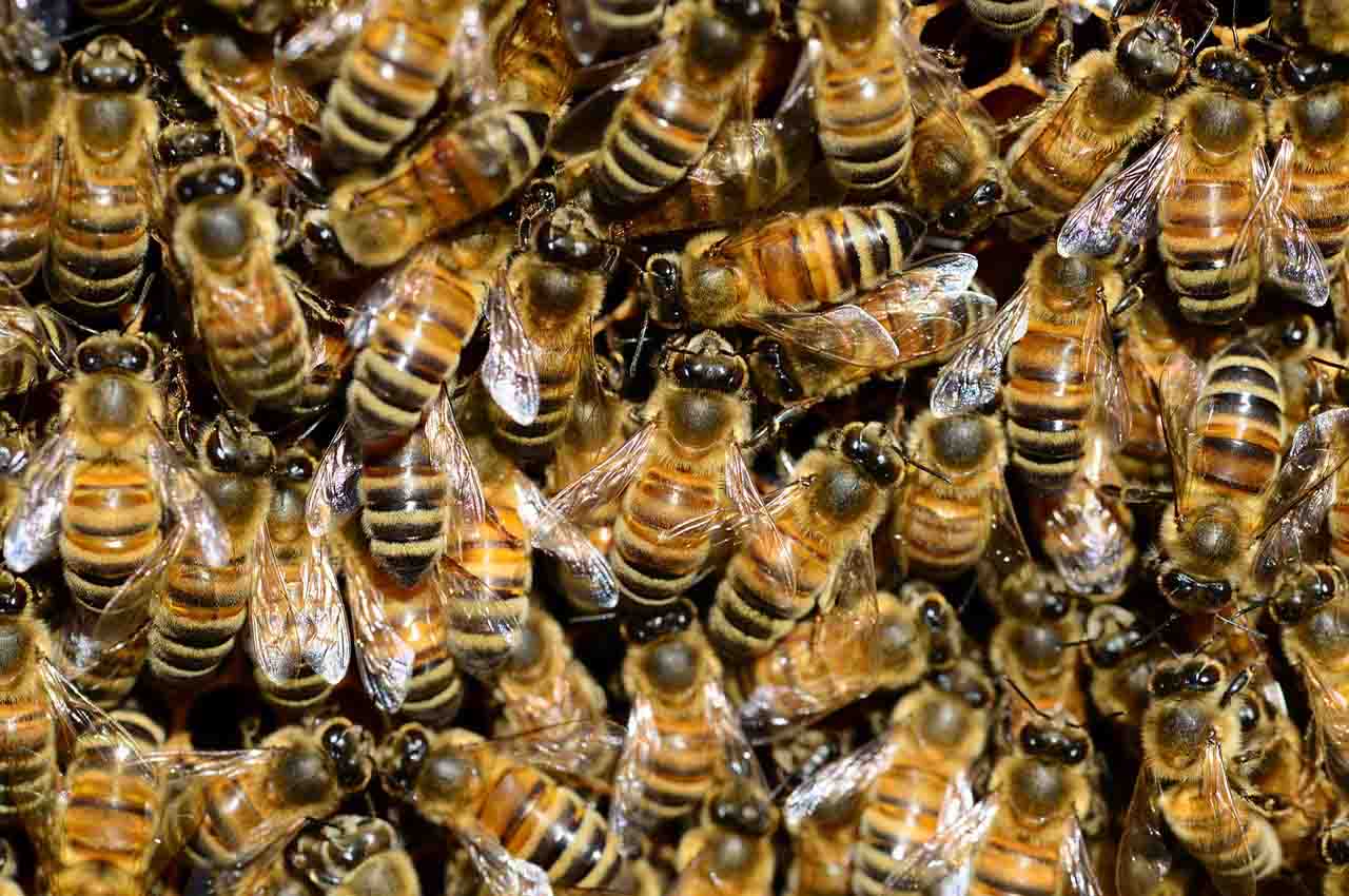 abejas productoras de miel