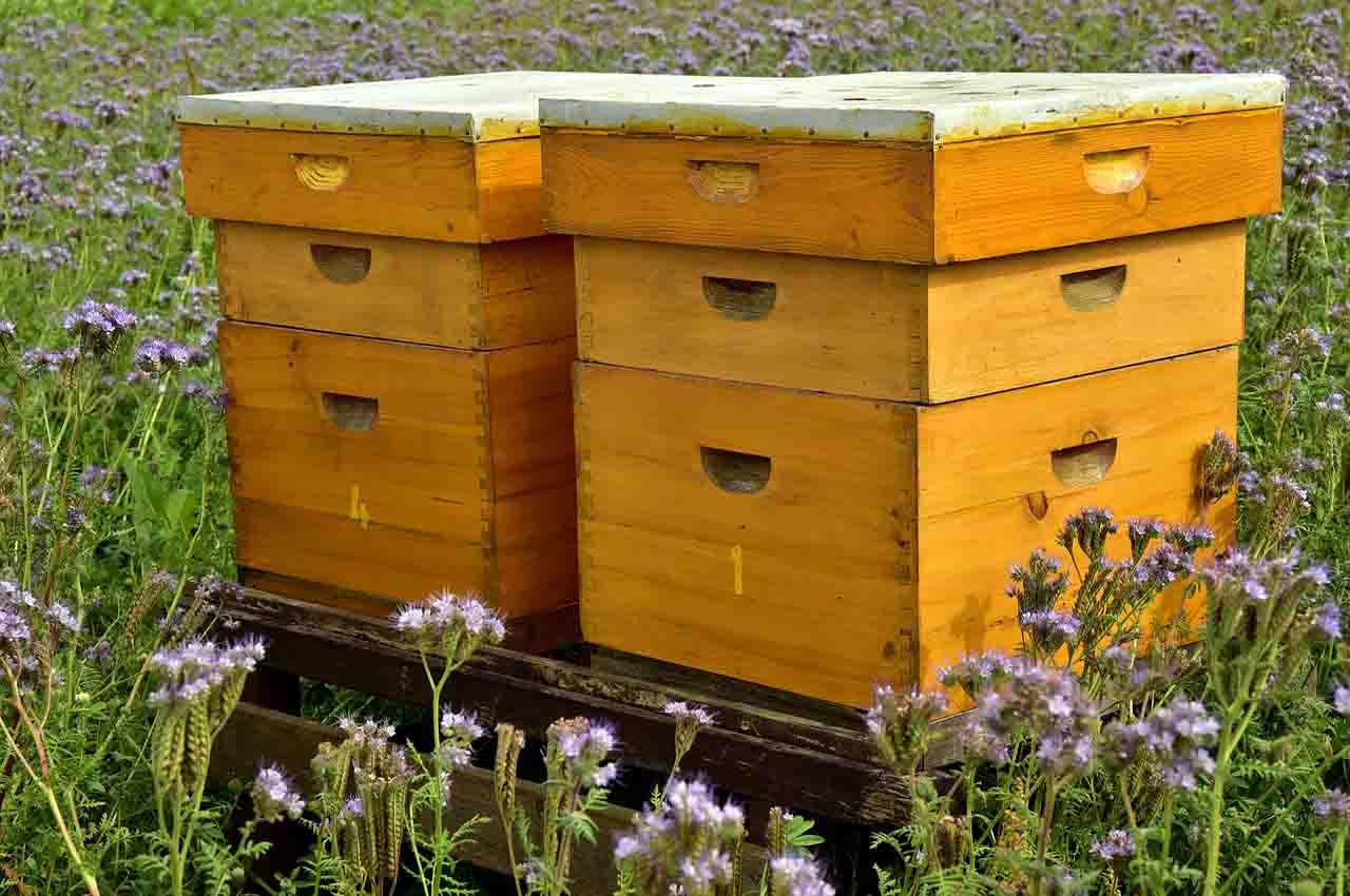santuario de abejas
