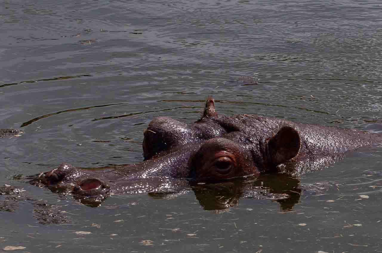 hipopótamos de la cocaína